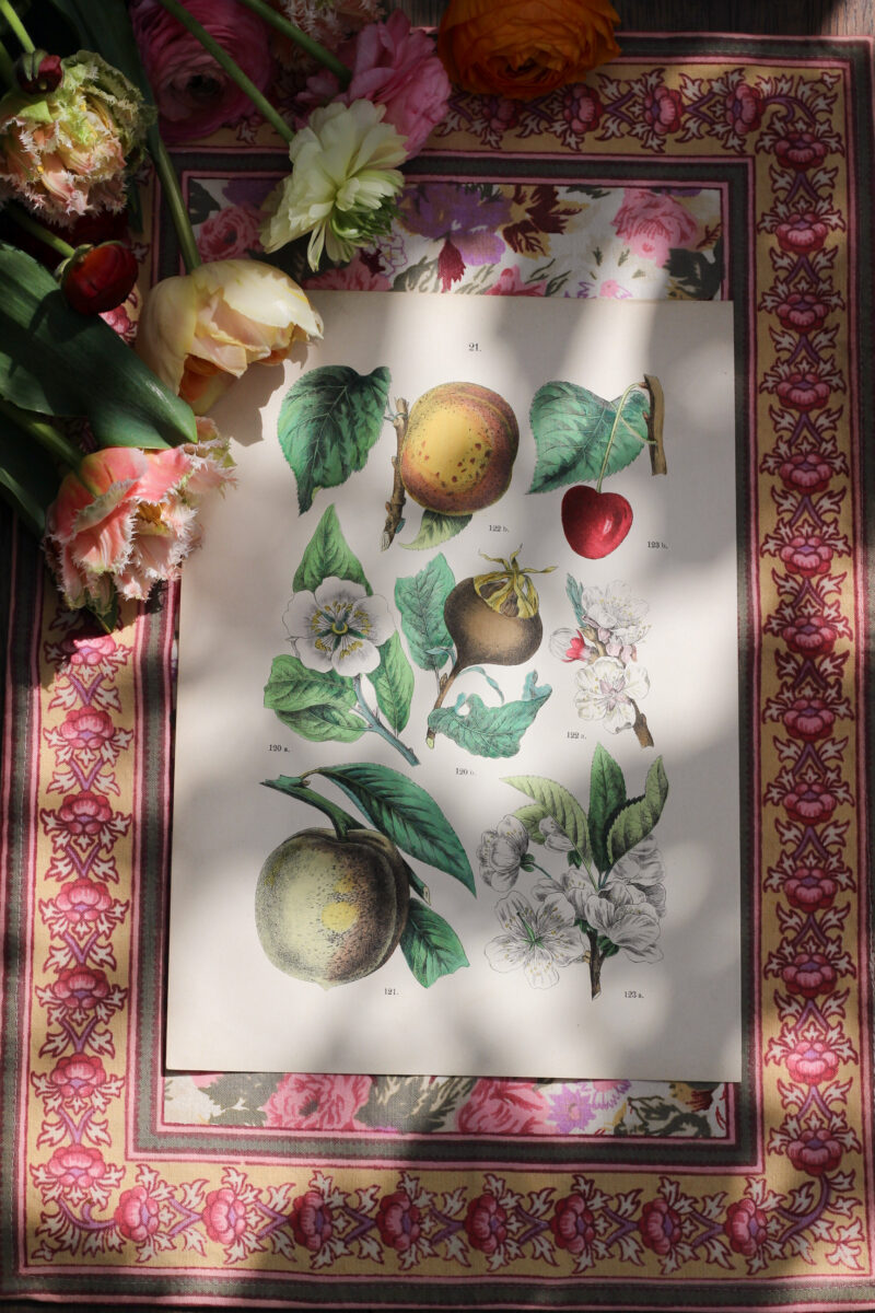 Planche de botanique - Fruitiers